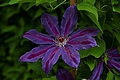 Clematis Wildfire IMG_4760 Powojnik